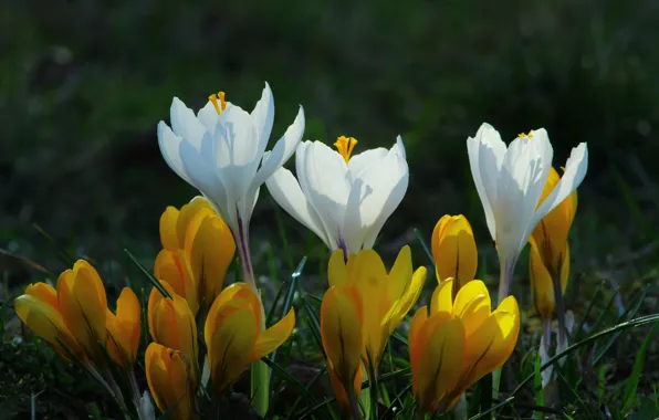 White, flower, spring, crocus
