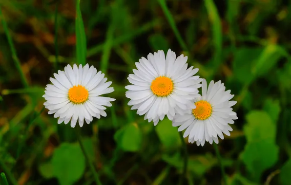 Flower, daisy, blooming