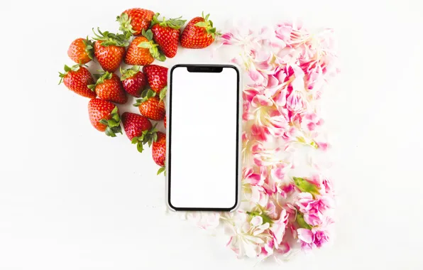 Flower, Summer, petals, strawberries, Smartphone
