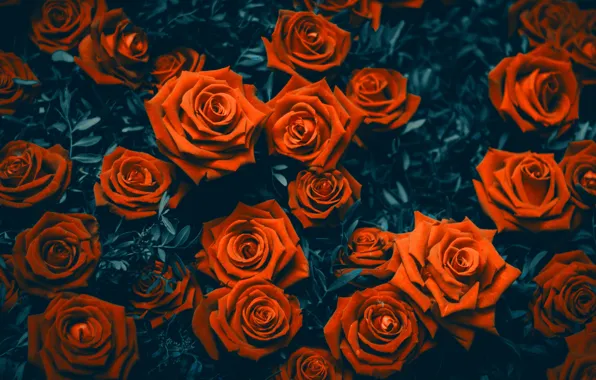 Цветы, розы, flowers, roses, Garden