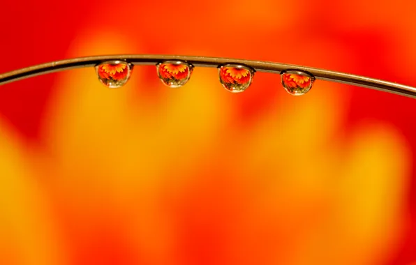 Картинка капли, макро, macro, orange, Drops