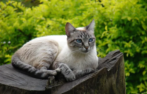 Кошка, пень, в саду, на пне
