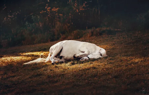 Картинка природа, лошадь, лежит