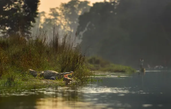 Картинка река, крокодил, Непал, Национальный парк Читван
