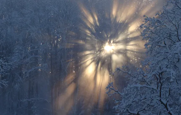 Картинка winter, snow, sun, latvia