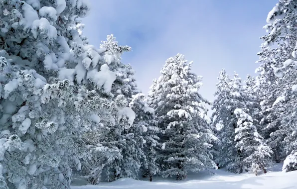 Зима, лес, снег, валом