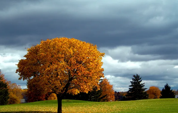 Картинка газон, осень, небо, дерево