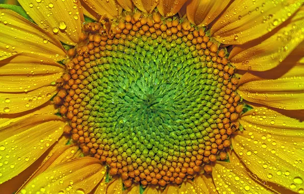 Drops, petals, sunflower