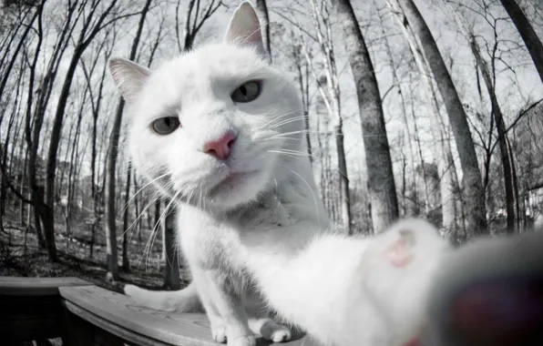 Белый, кот, фото, white, cat, сэлфи, на камеру