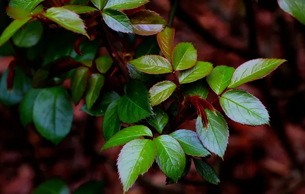 Spring, leaf, twig