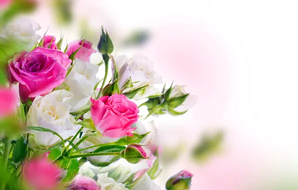 Розы, white, бутоны, pink, blossom, flowers, beautiful, roses