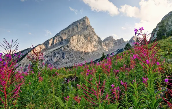 Картинка цветы, горы, Природа, растения, nature, flowers, альпы, mountains
