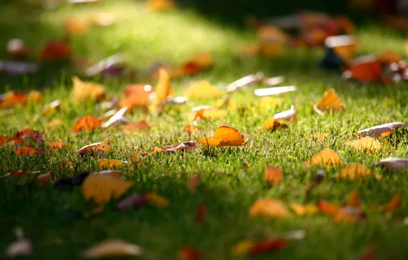 Картинка осень, трава, листья, газон, опадают