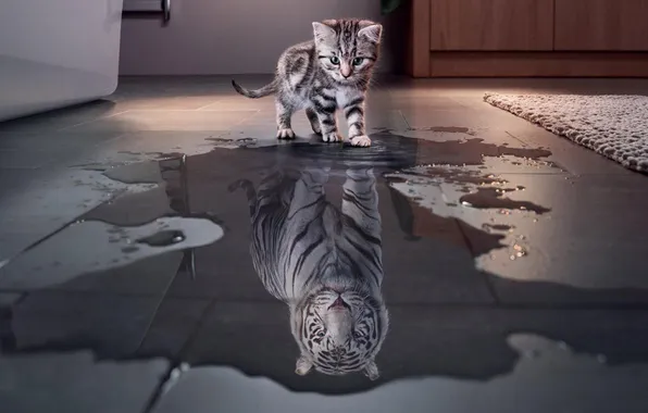 Картинка animals, cats, reflection, Tiger, Little cat