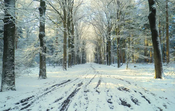 Картинка зима, дорога, снег, парк, оттепель