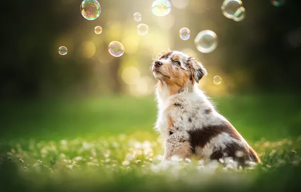 Картинка собака, мыльные пузыри, щенок, боке, пёсик, Австралийская овчарка, Аусси