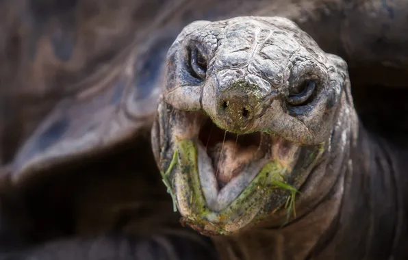 Макро, природа, Aldabra Tortoise