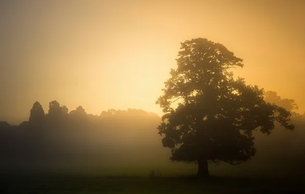 Картинка пейзаж, закат, туман, дерево