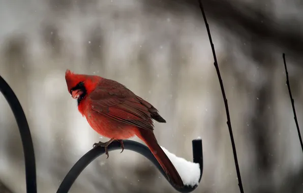 Зима, снег, птица, забор, красная, кардинал, cardinal
