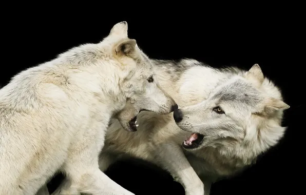 Природа, фон, волк