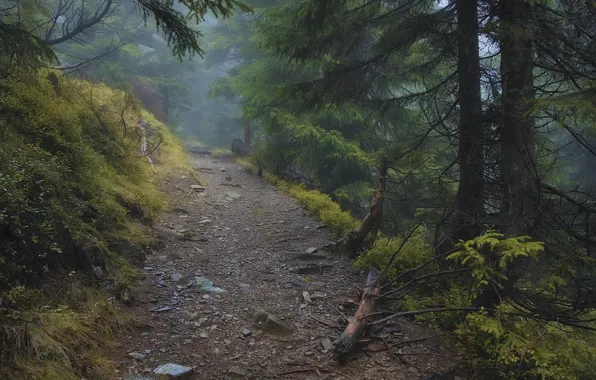 Лес, деревья, природа, туман, Украина, тропинка, Ukraine, Карпаты