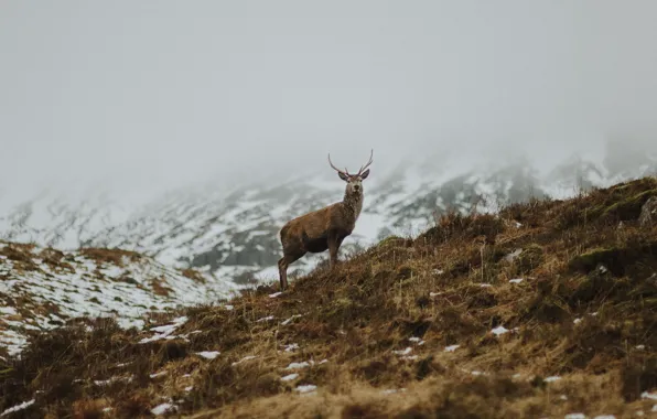 Картинка grass, horns, winter, snow, fog, hill, deer, mist