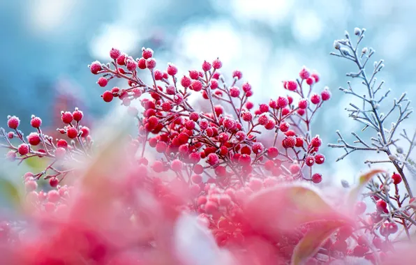 Картинка зима, иней, осень, ветки, ягоды, размытие, плоды, розовые