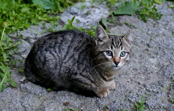Кошка, трава, взгляд, природа, поза, котенок, серый, дорожка
