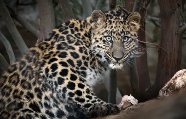 Взгляд, Амурский леопард, большой кот, зоопарк Сан-Диего