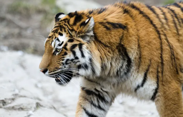 Кошка, тигр, профиль, амурский