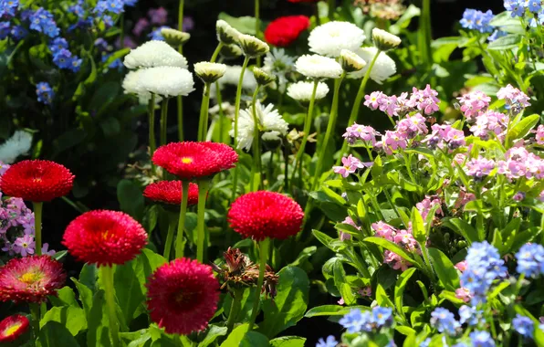Garden, colorfull, blooming