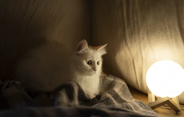 Кот с лампой | Пикабу