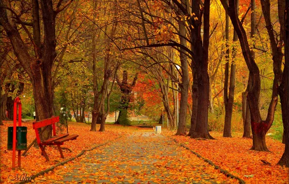 Картинка Осень, Деревья, Скамейка, Парк, Fall, Листва, Park, Autumn