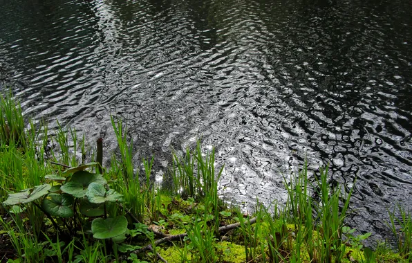 Water, lake, plant, pond
