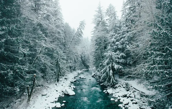 Зима, лес, снег, деревья, природа, река