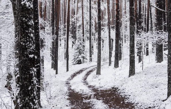 Картинка зима, лес, снег, деревья, природа, тропинка