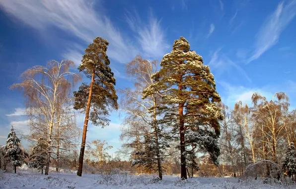 Зима, деревья, природа, фото