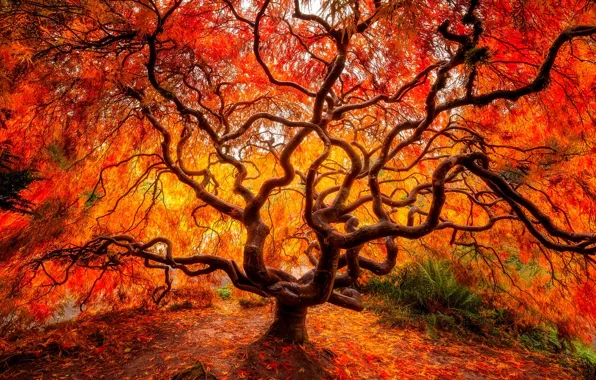 Картинка осень, лес, листья, дерево, ветви