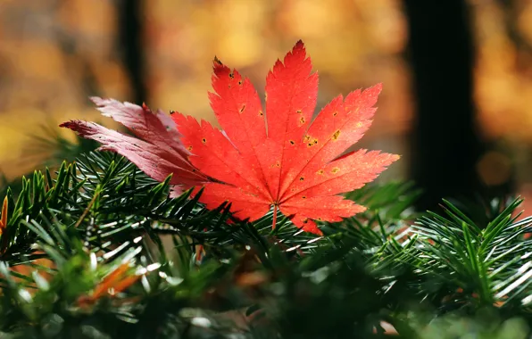Картинка осень, листья, природа, клён, хвоя, время года