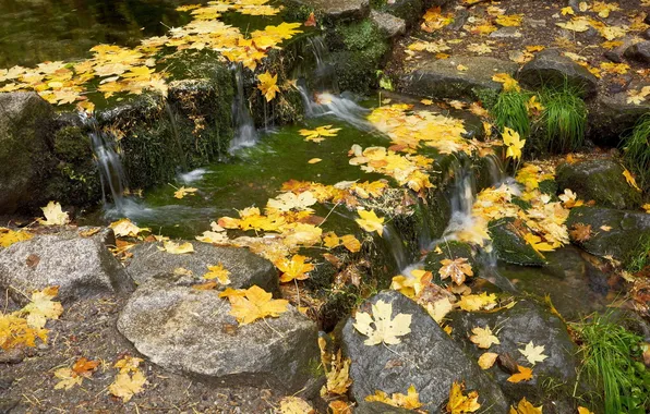 Картинка осень, трава, листья, вода, пруд, камни, мох