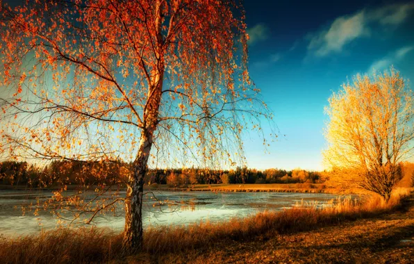 Картинка осень, природа, берёза