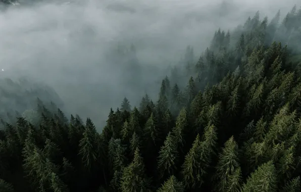 Wood, Fog, Trees, Daniel Eliasheveskyi