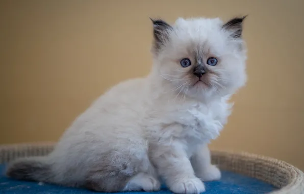 Кошка, белый, взгляд, поза, котенок, портрет, малыш, мордочка