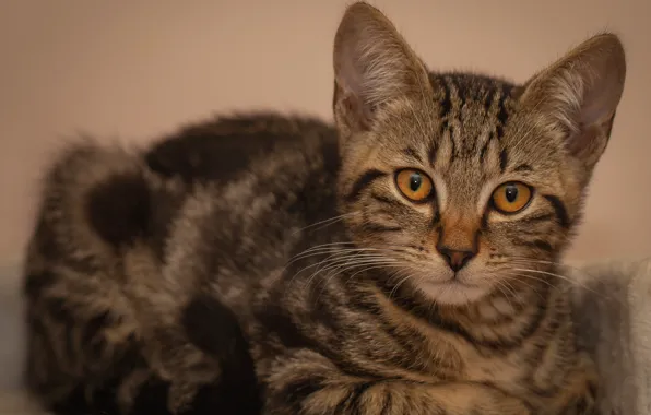 Кошка, кот, взгляд, поза, котенок, фон, лежит, котёнок