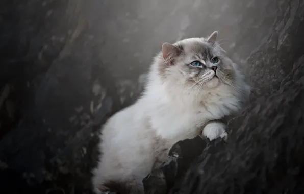 Кошка, кот, природа, поза, камни, скалы, склон, лежит