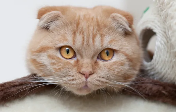 Картинка кот, взгляд, мордочка, шотландский вислоухий