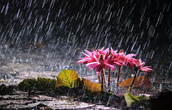 Картинка цветы, озеро, дождь, водяные лилии