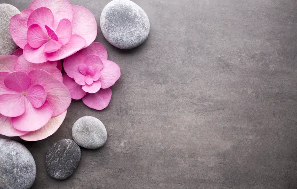 Картинка цветы, камни, розовые, pink, flowers, stones, spa, zen