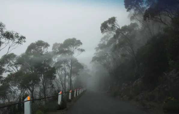 Картинка Foggy road, Mt Wellington, Tasmania
