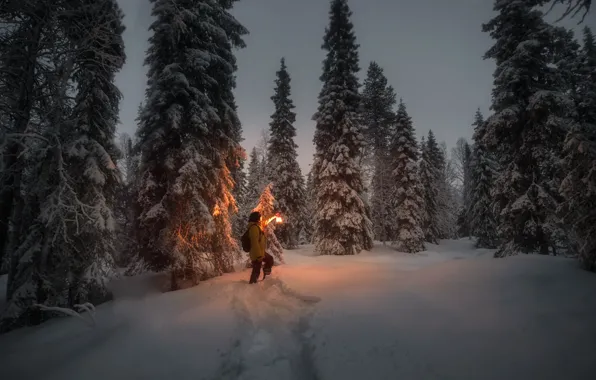 Картинка зима, снег, деревья, пейзаж, ночь, природа, человек, ели